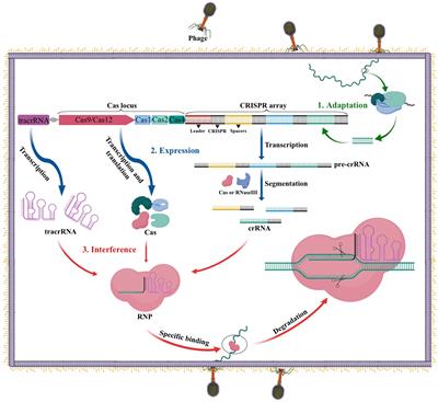 Utilization of CRISPR-Cas genome editing technology in filamentous fungi: function and advancement potentiality